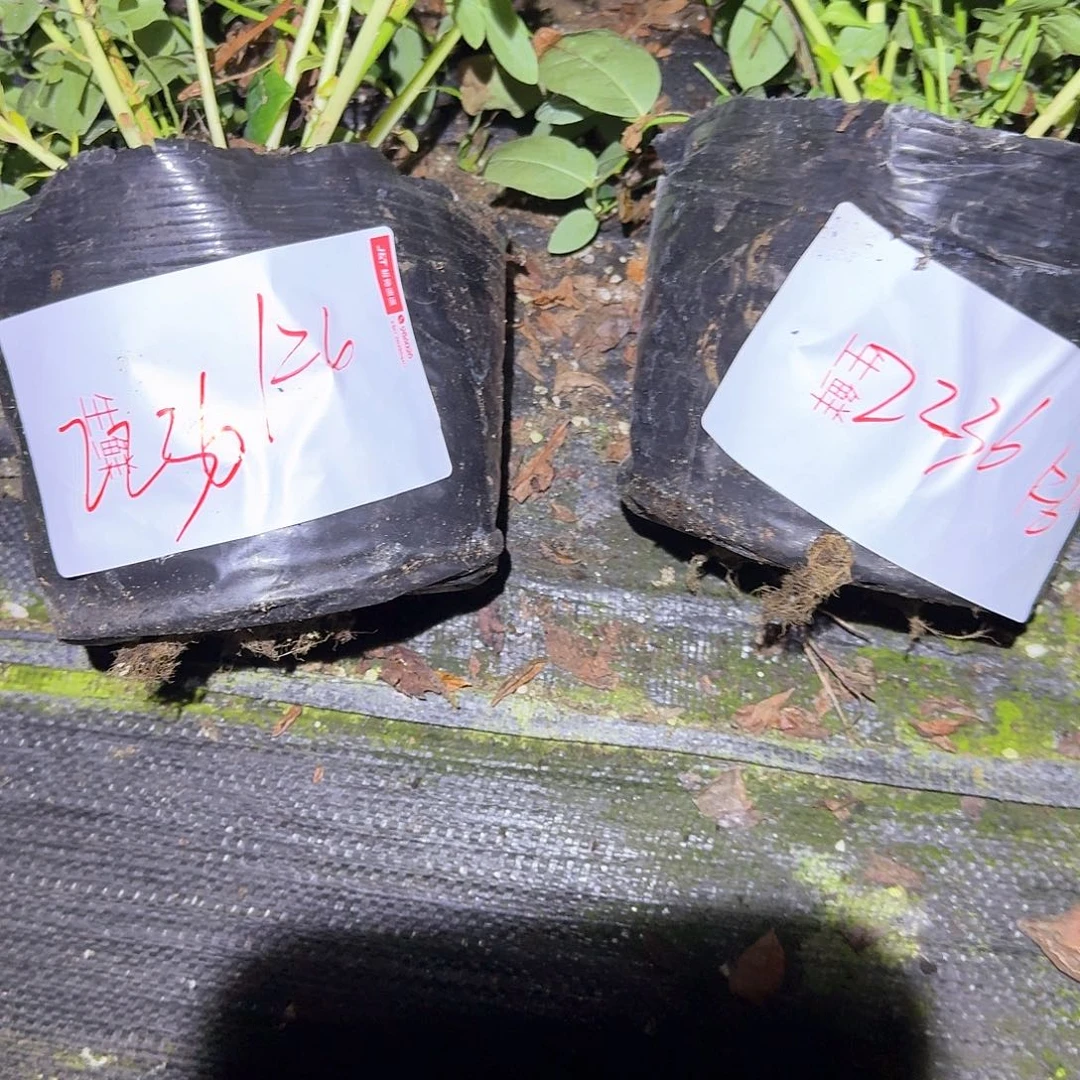 佳***下中钵苗一物一拍2236