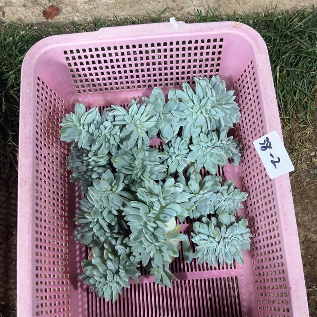 38-2嫦娥缀化自己发根随机