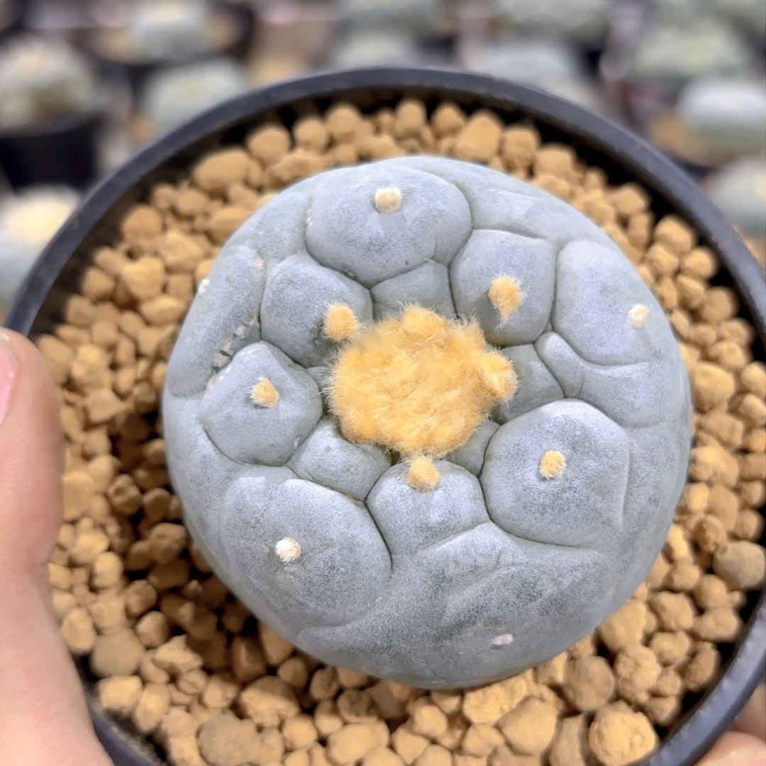 G829g g g g g g