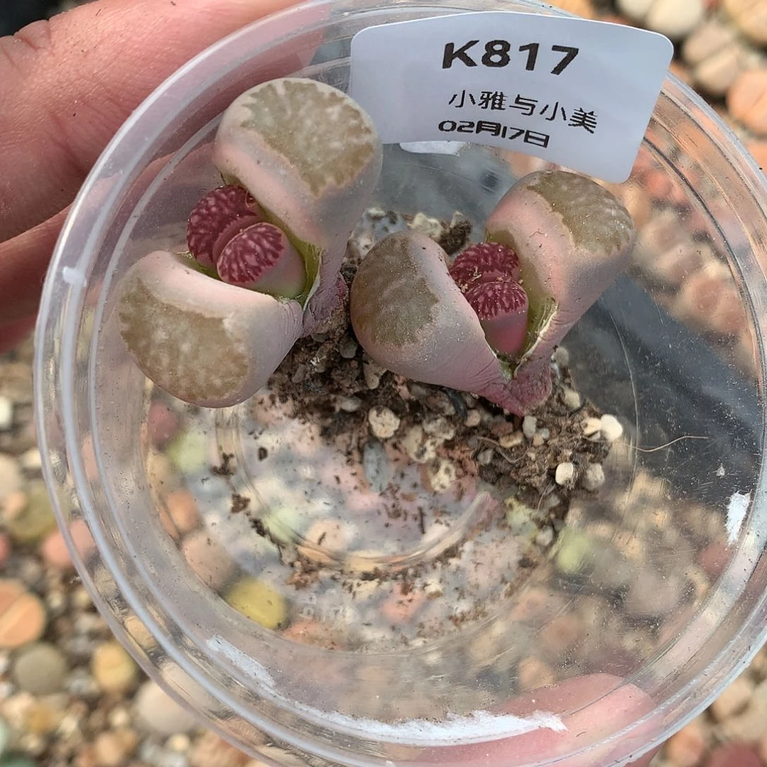 K817多肉植物保护