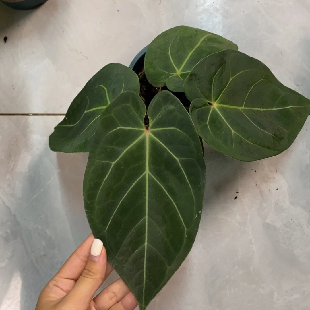 不开花植物黑丝绒杂（无售后）（两颗包邮）