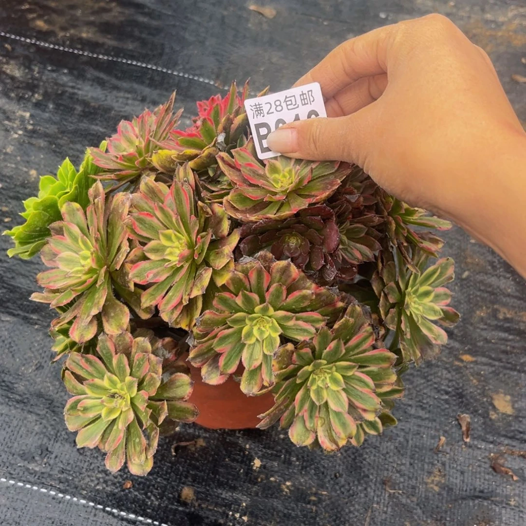 16多肉植物一物一拍