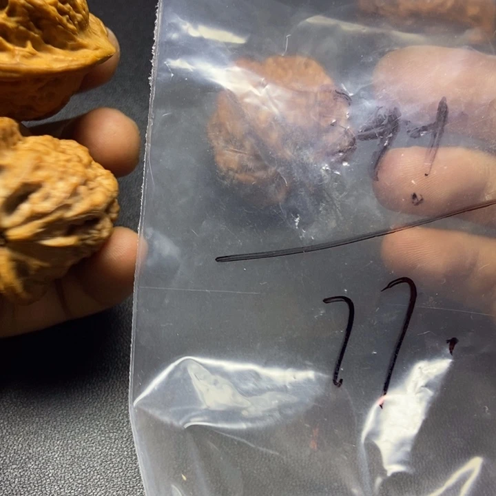 哥***拉核桃七十七号文玩