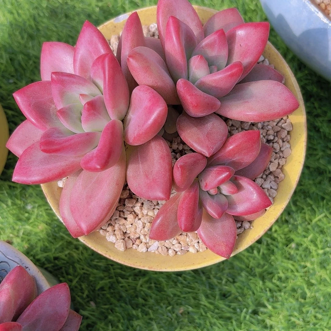 春暖花开小姐姐一物一拍多肉