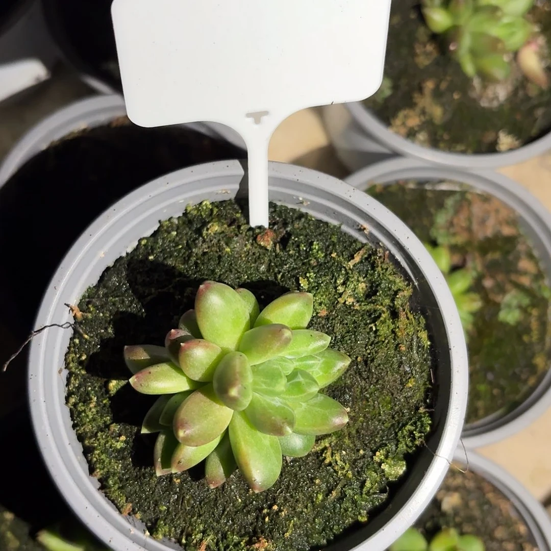 蒂尔曼7777777777777777