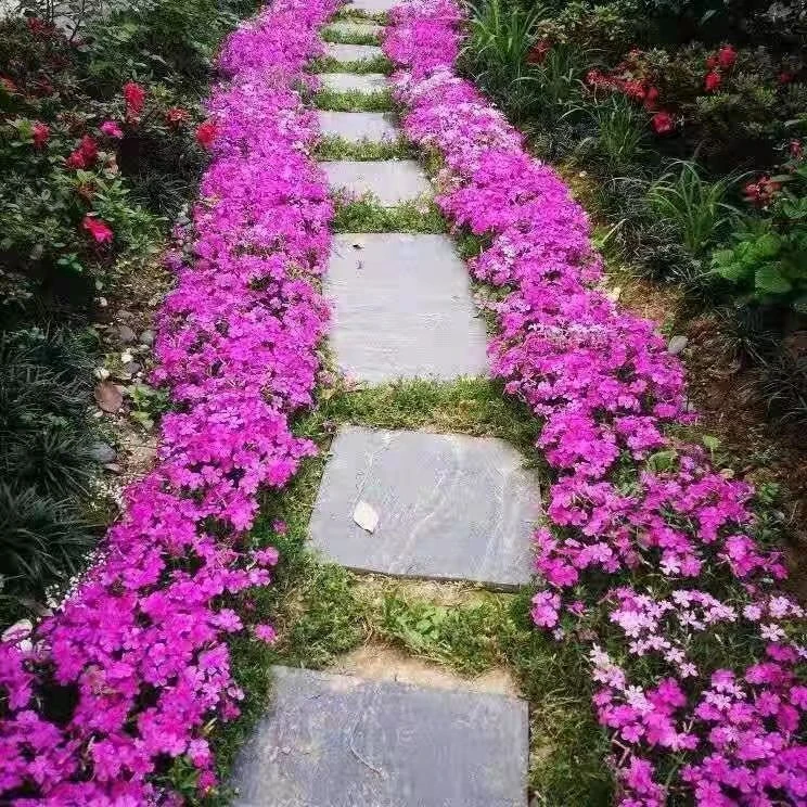 芝樱花种子低矮耐寒福禄考花籽花种四季室外北方阳台见土易活花种