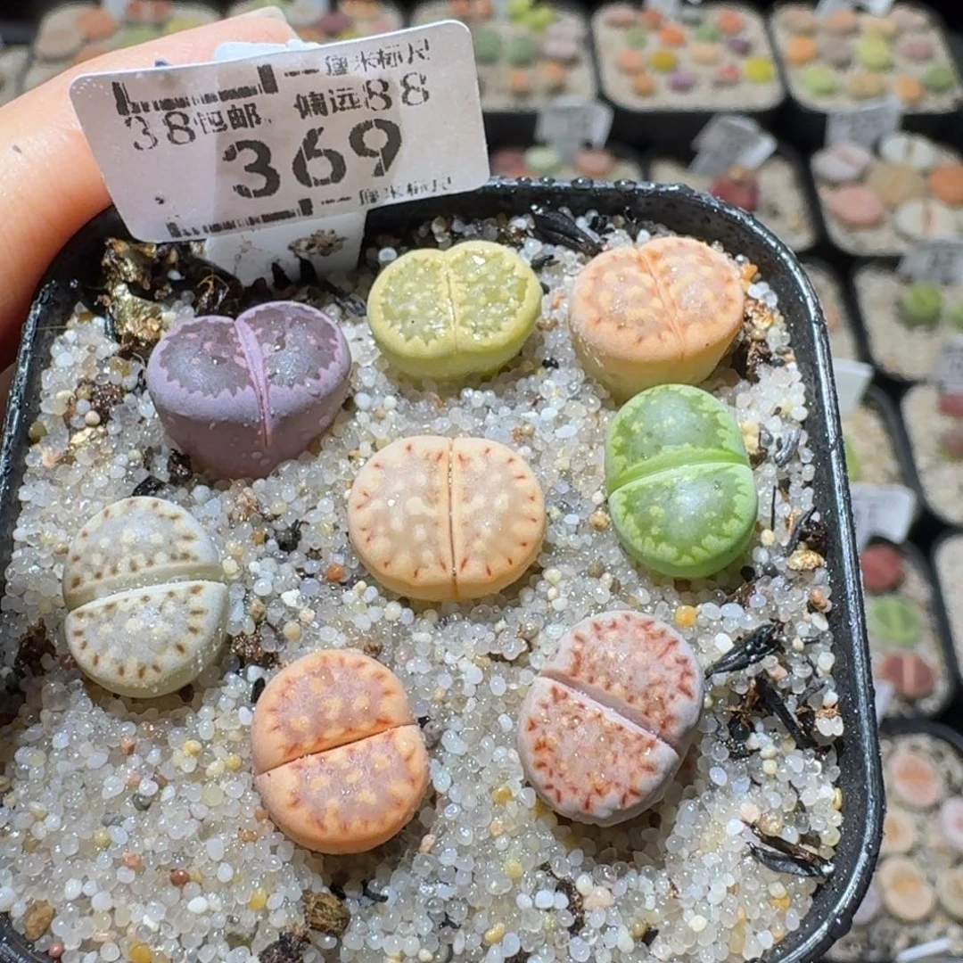 S精品系列便宜了369