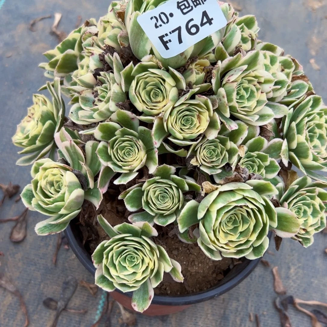 764迈巴赫，多肉法师