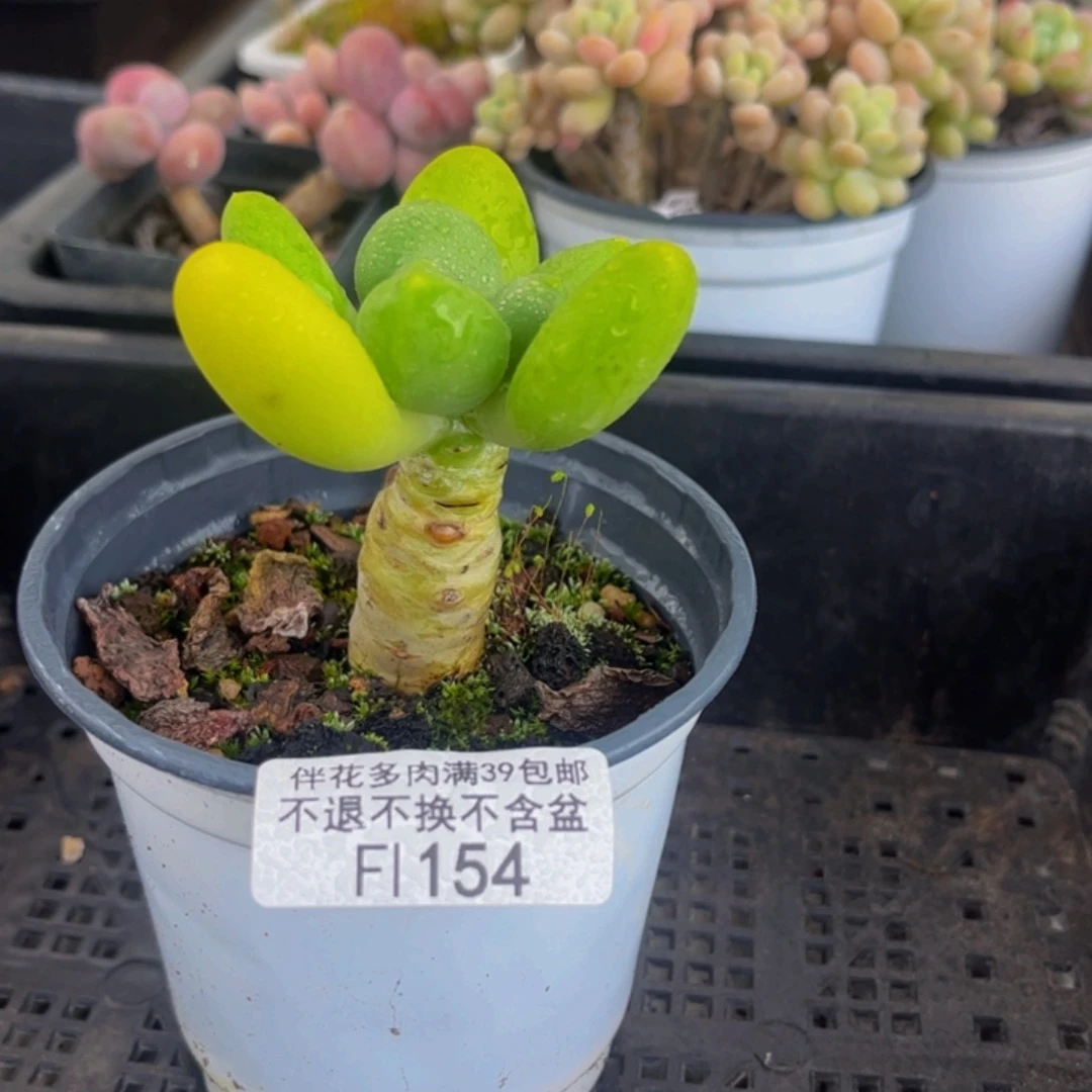 154-芒果奶多肉3cm