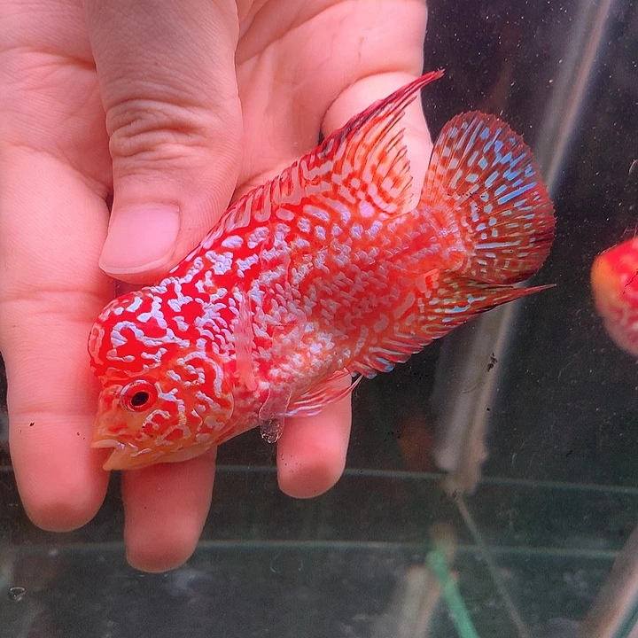 s***e罗汉鱼潮州8888888888