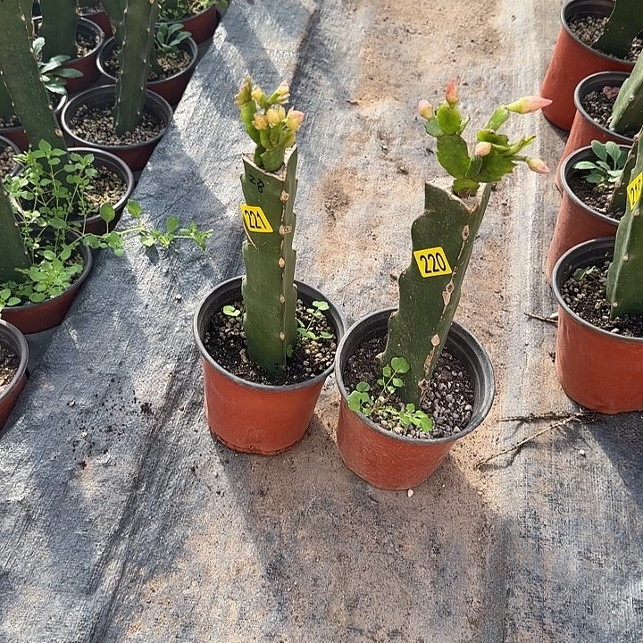 ╭***╮220+221嫁接蟹爪兰：索菲亚+028