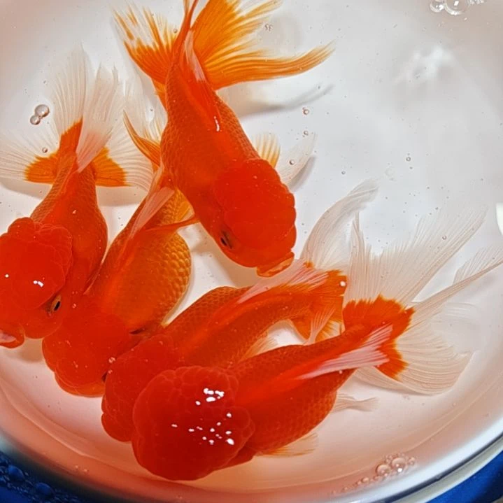 春***园海水鱼一二三四五六七八