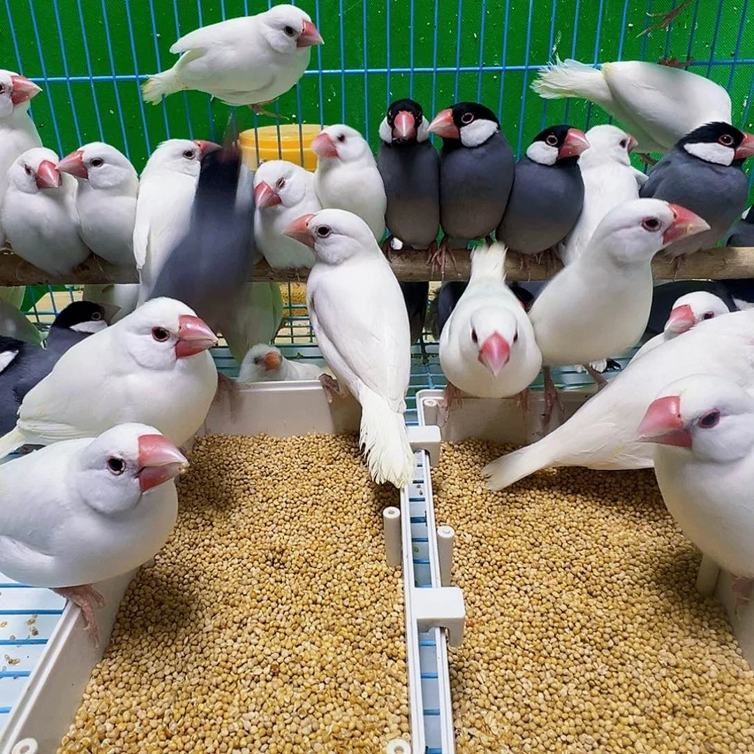 三***法文鸟精品成年文鸟四只包邮包活