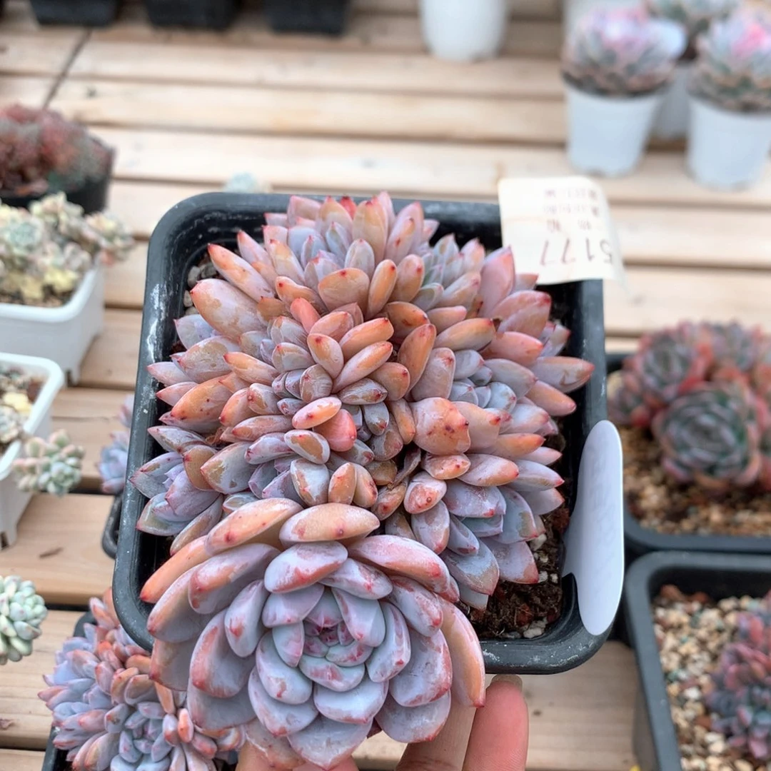 13厘米13头有砍星影朵朵 5177