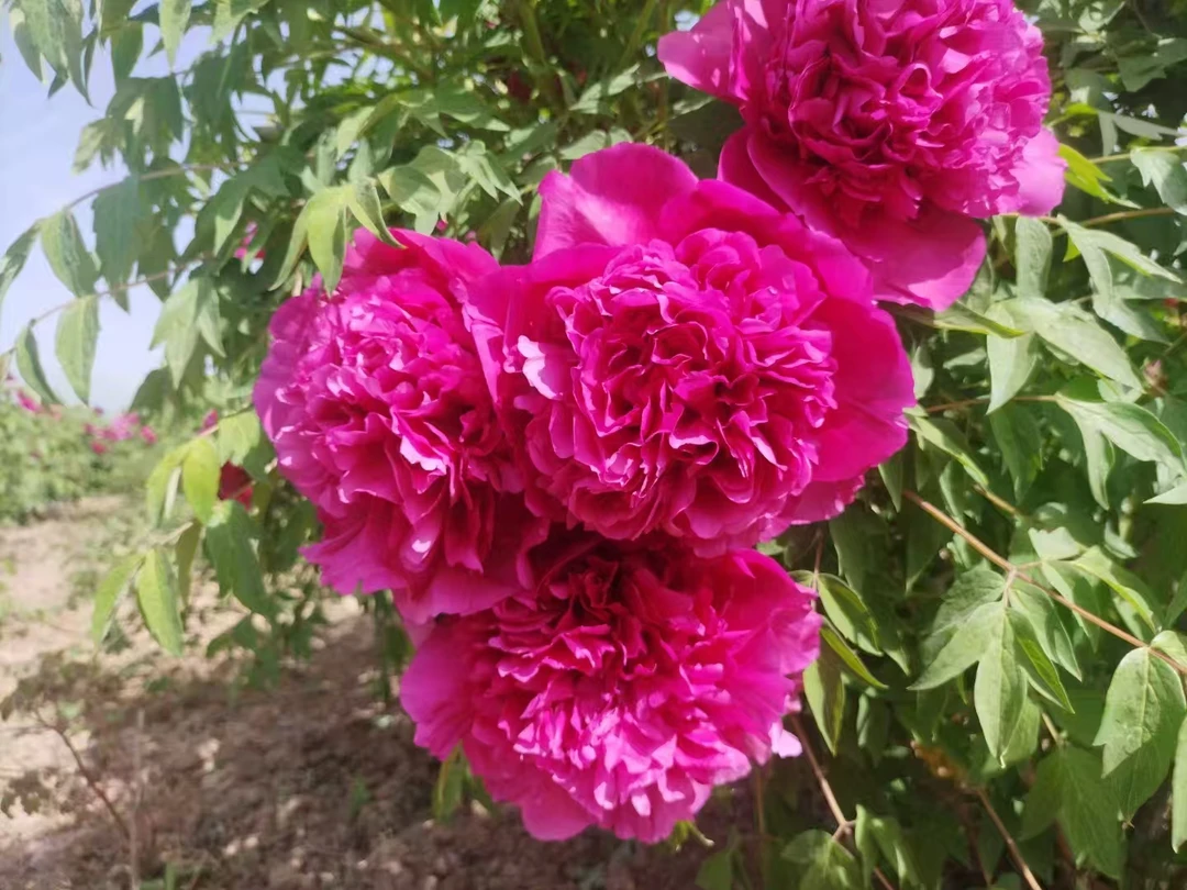 精品观赏牡丹树10年树龄秋季带土球打木架包邮发货