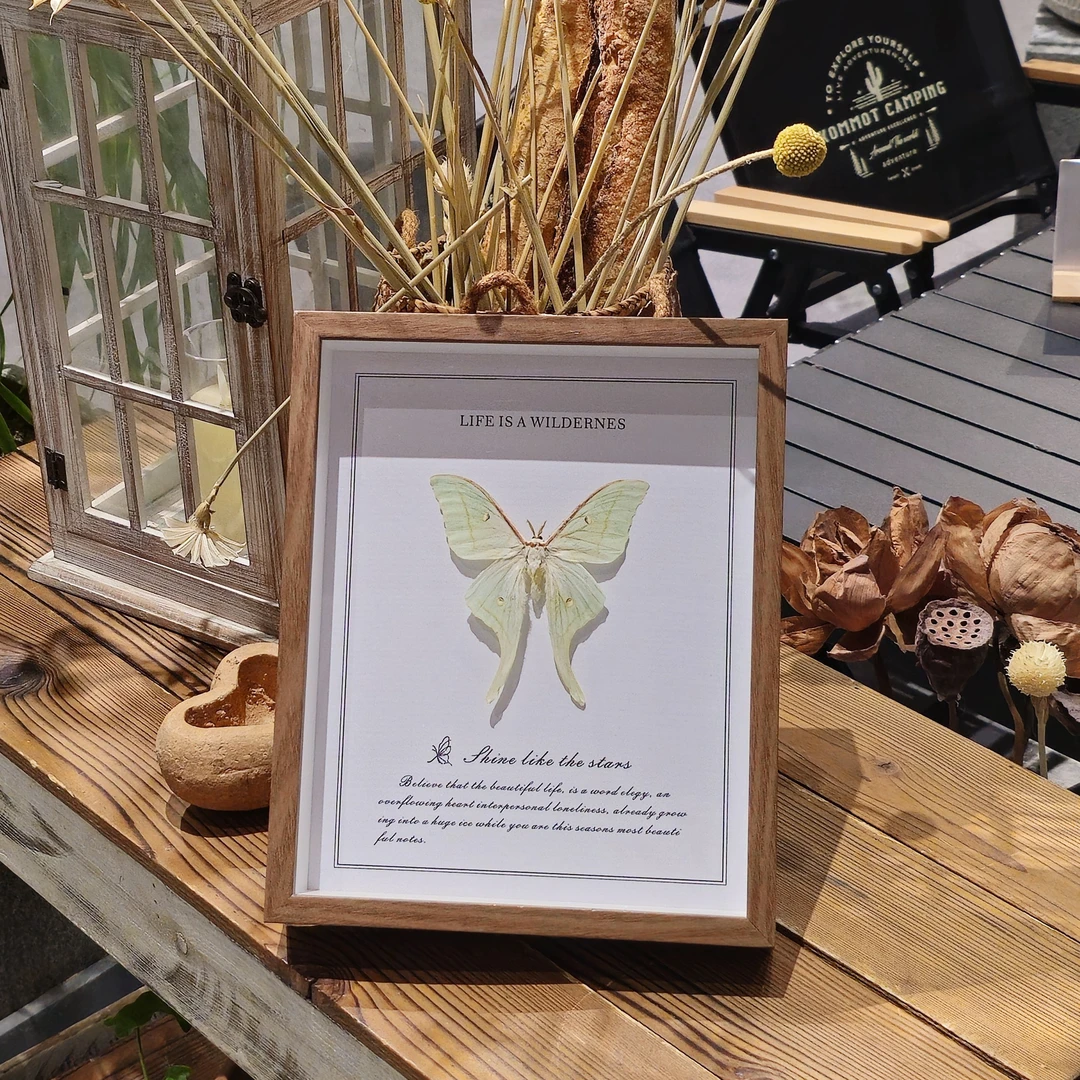 Actias ningpoana绿尾大蚕蛾手工标本昆虫装饰画家居挂墙摆件