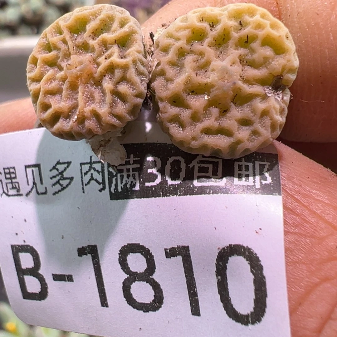 多肉植物111111111111