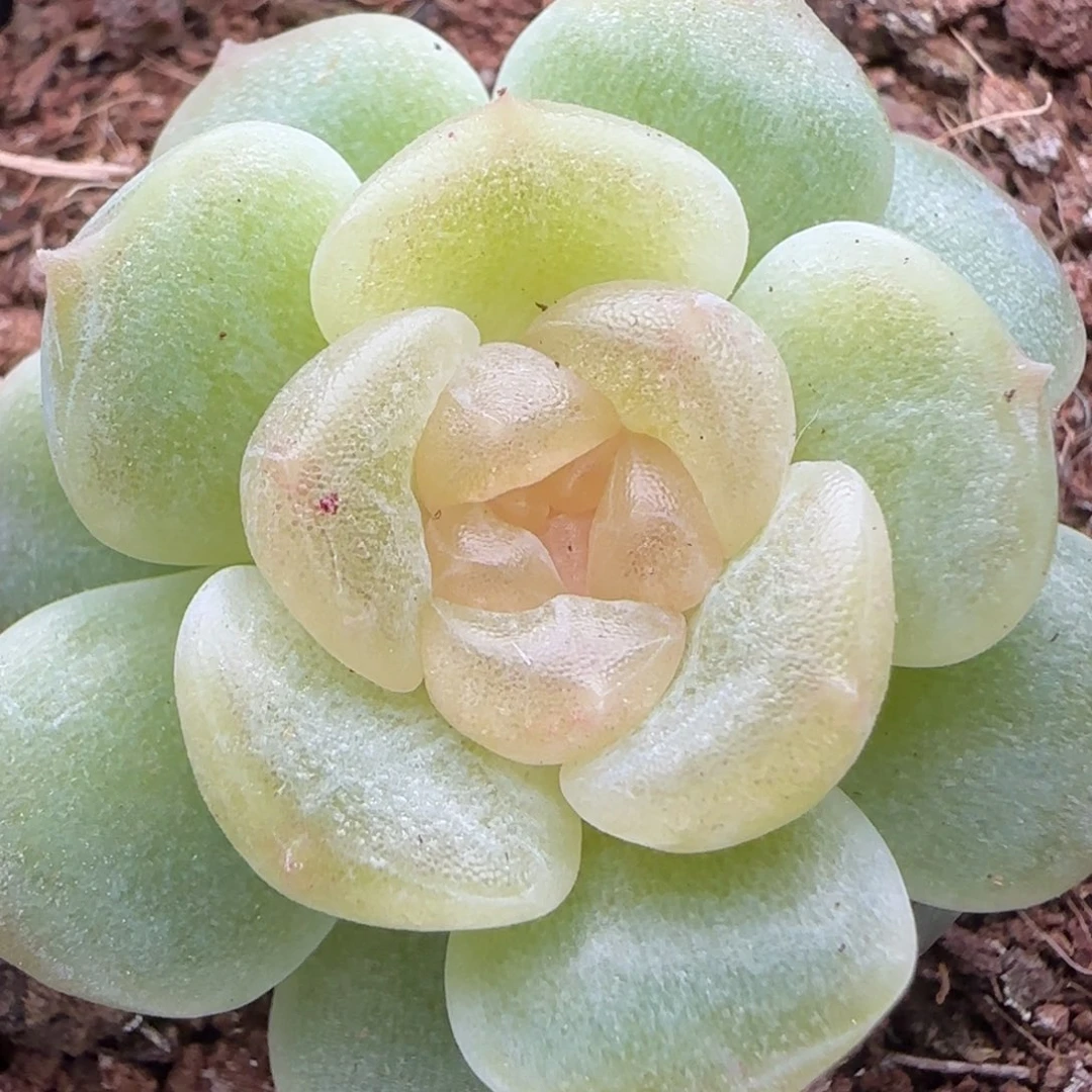 【满29包邮非偏远】518