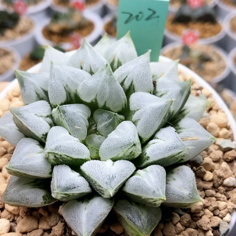 【闪购商品】爱心寿202