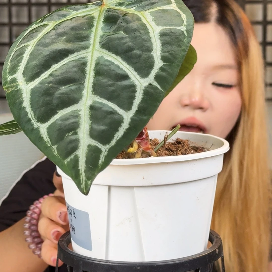 无花朵疯***屯一物一拍U53