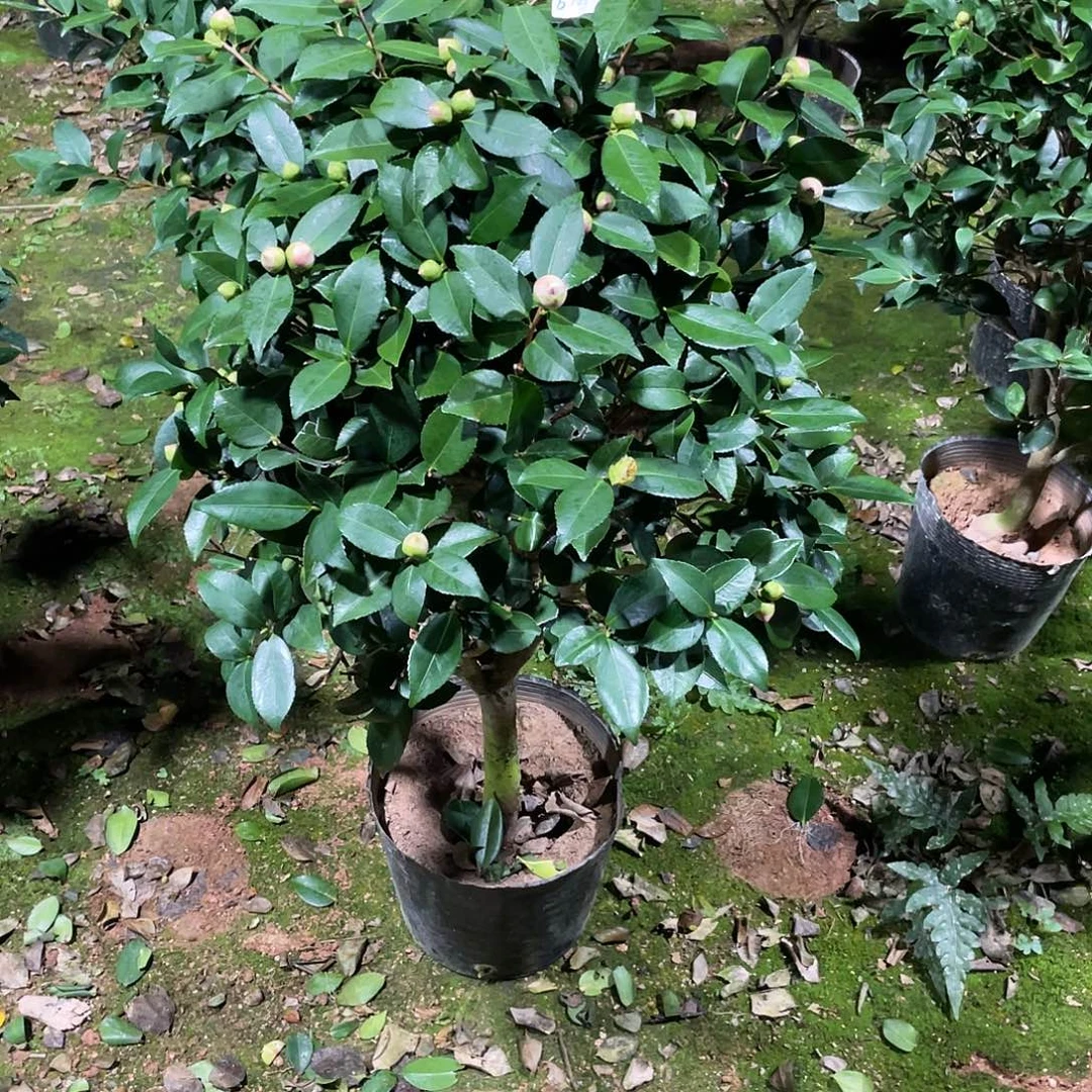 吃***长无花朵香妃茶花1111