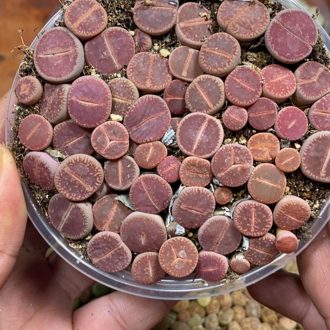 多肉蛋炒饭，感谢您相伴167