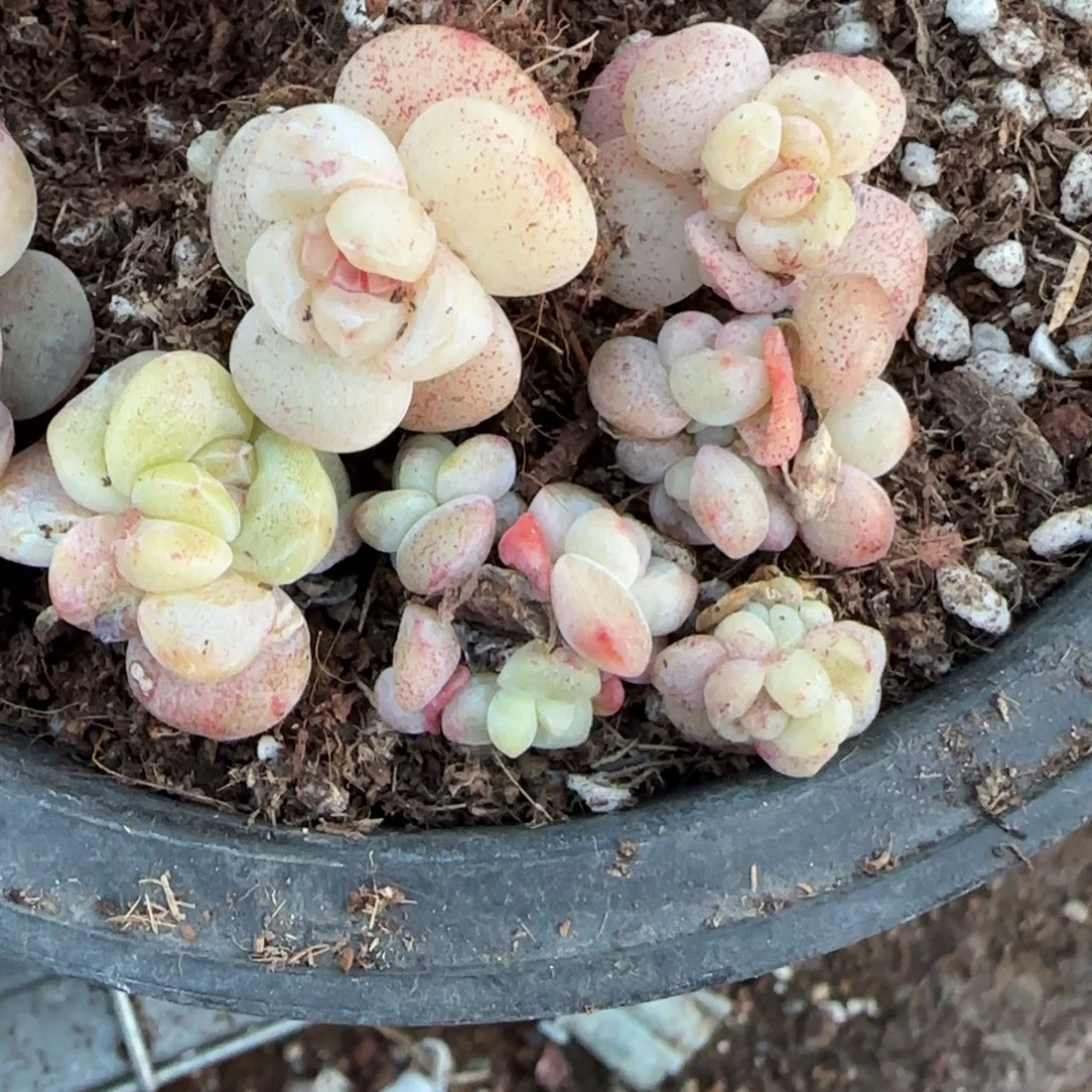 大***꒱多肉小卡拉米糖心一物一拍