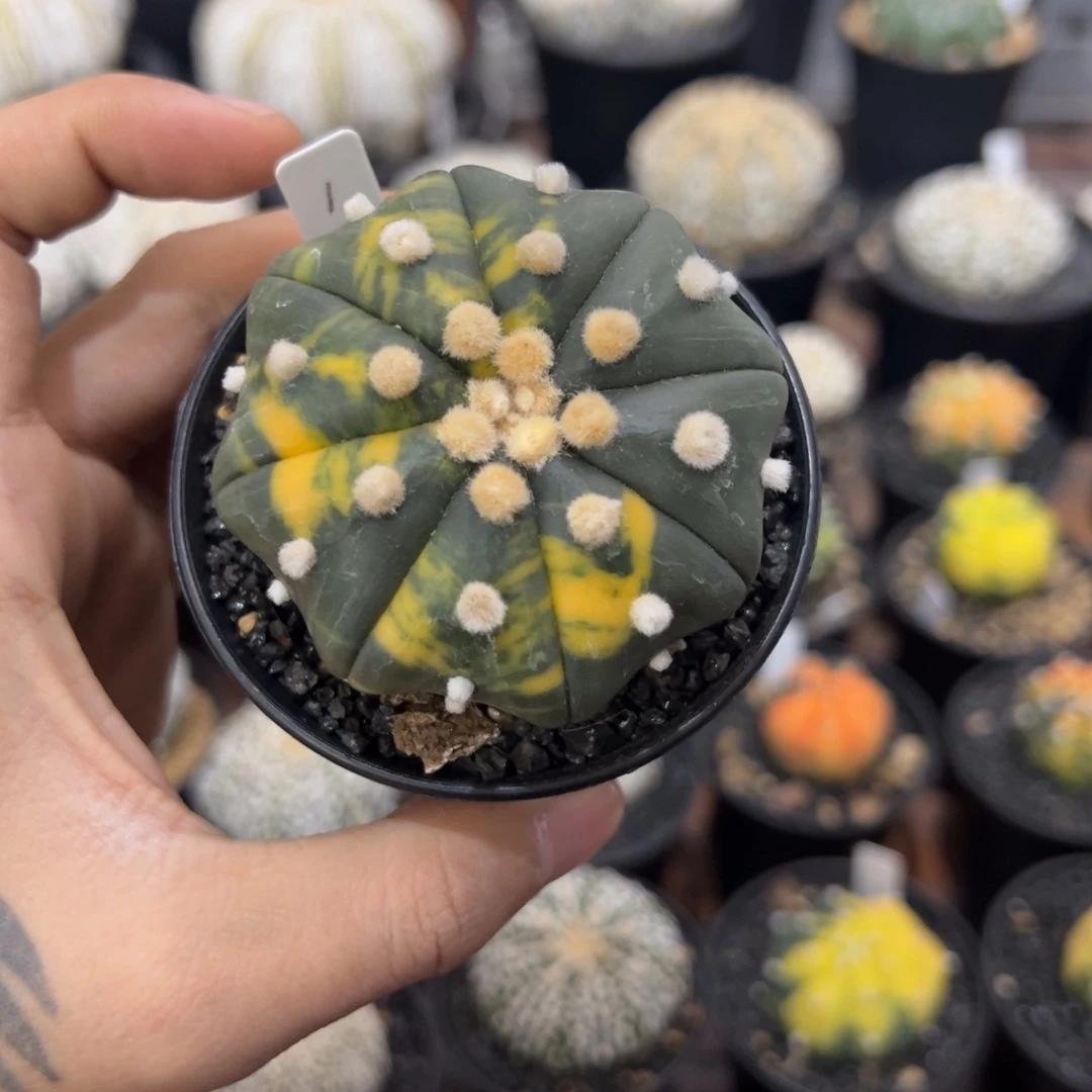 海星脚兜锦 老鼠直拍