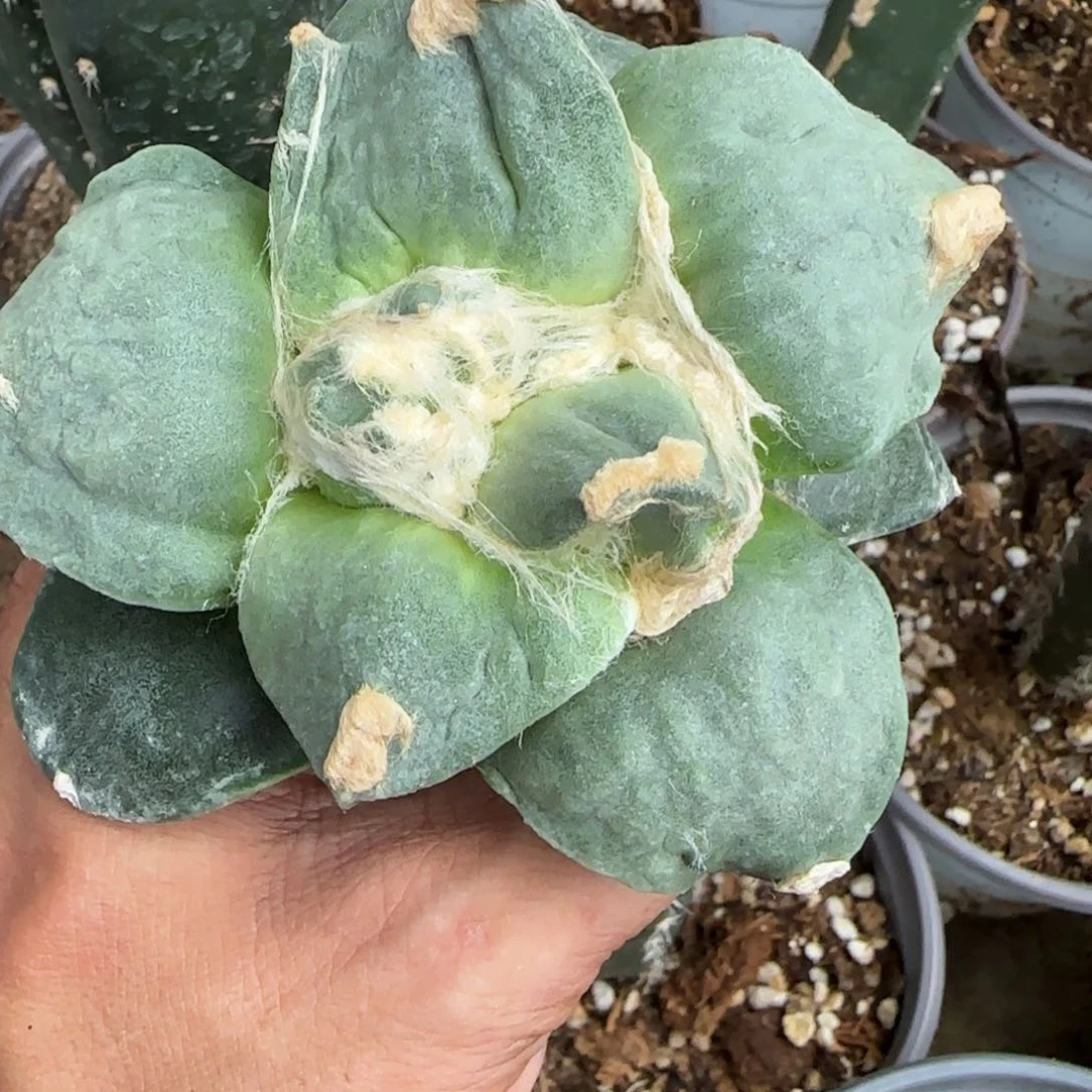 【闪购商品】无花朵超大体牛舌621