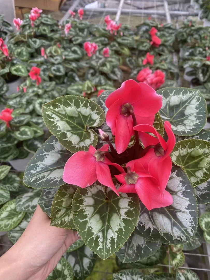 仙客来（叛逆红）带花带花苞 140盆