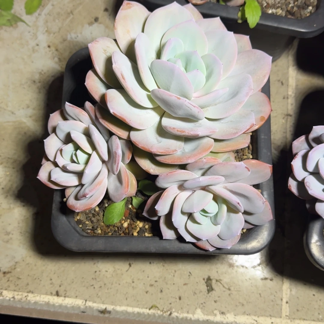 奶茶 3头 一物一拍