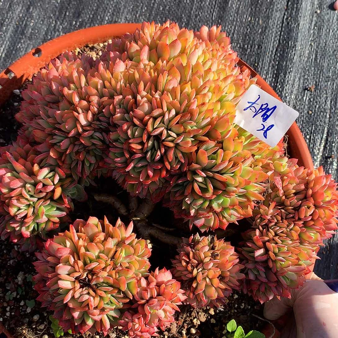?绮罗仙子一物一拍