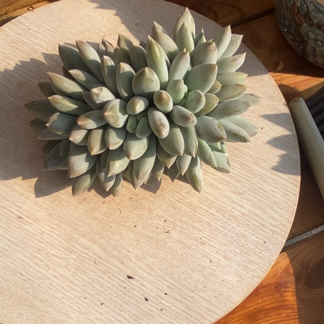 哥特萝莉朵缀多肉植物