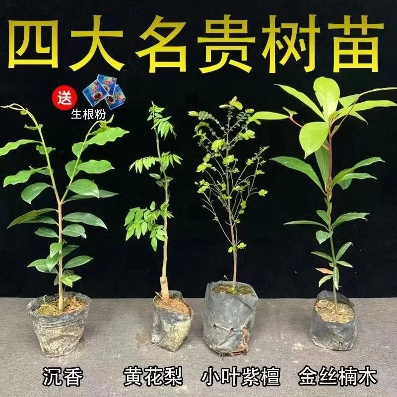 名贵正宗海南沉香树苗金丝楠木树苗海南黄花梨树苗台湾小叶紫檀苗