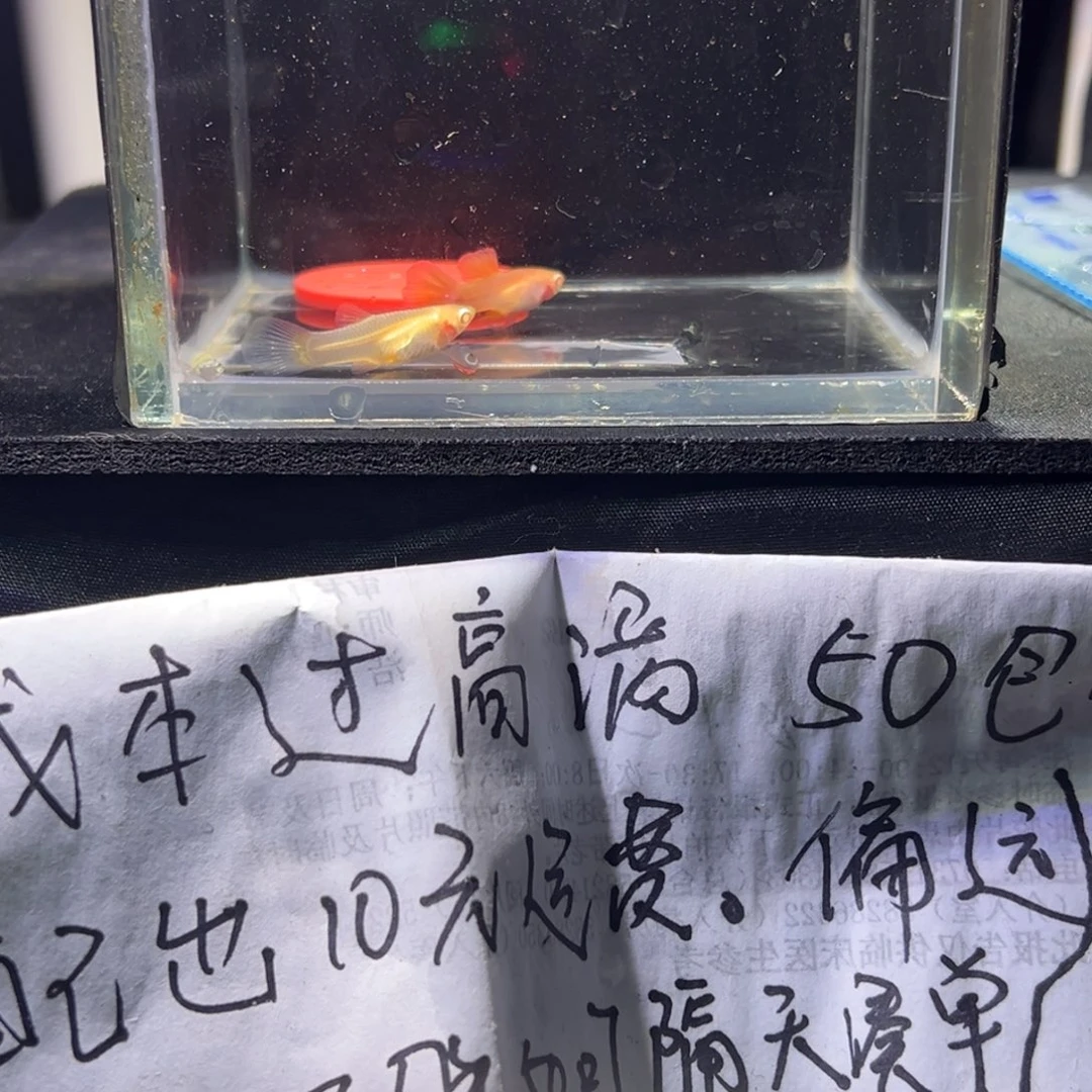 孔雀鱼金粉孔雀鱼22