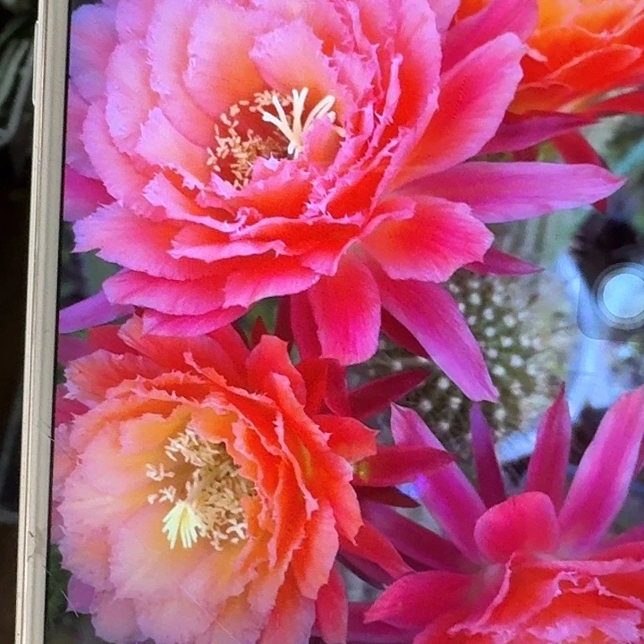 牛牛侧芽5公分左右毛花柱