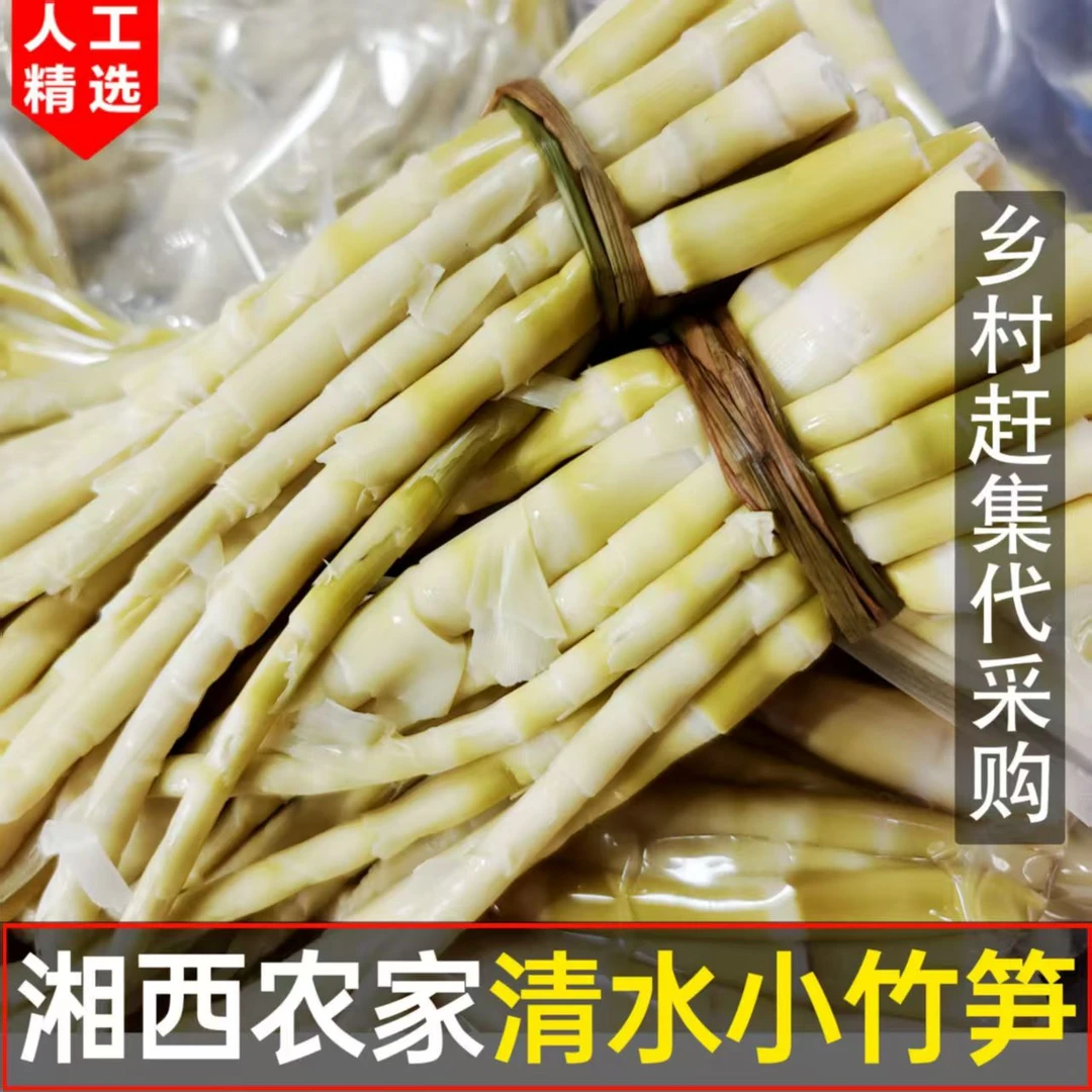 【湖南新鲜小竹笋】湖南怀化当季新鲜采摘