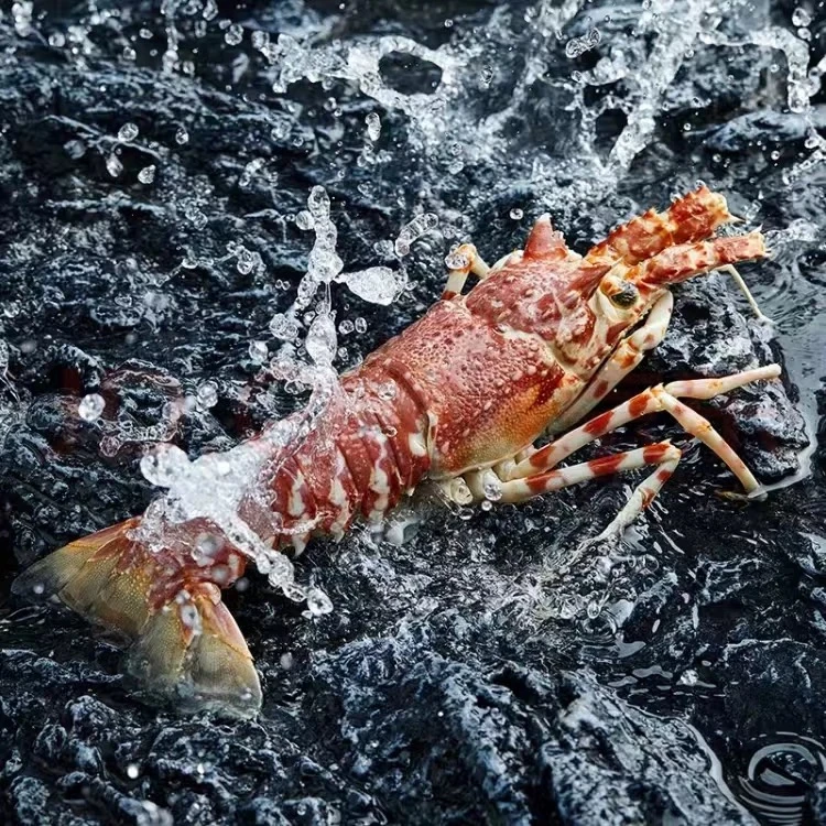 冰鲜玫瑰龙 江浙沪皖压冰【保鲜不保活】其余省份液氮锁鲜