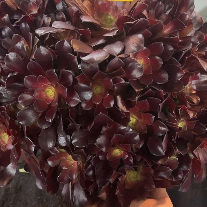 多肉植物红日543