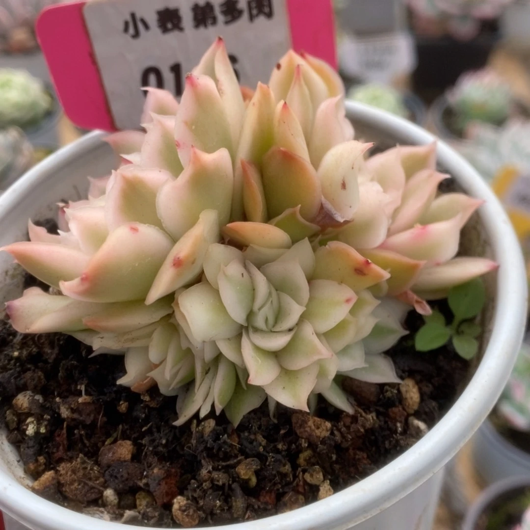 146紫蝴蝶锦锦锦锦锦锦