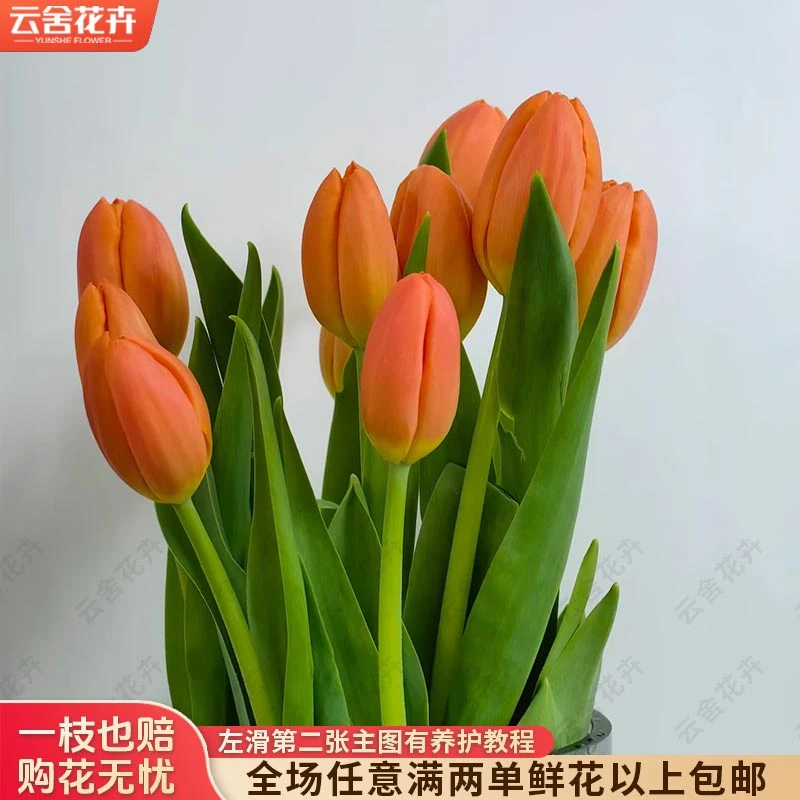 【云舍花卉】【橙汁】郁金香 全场任意满两单及以上鲜花包邮发货