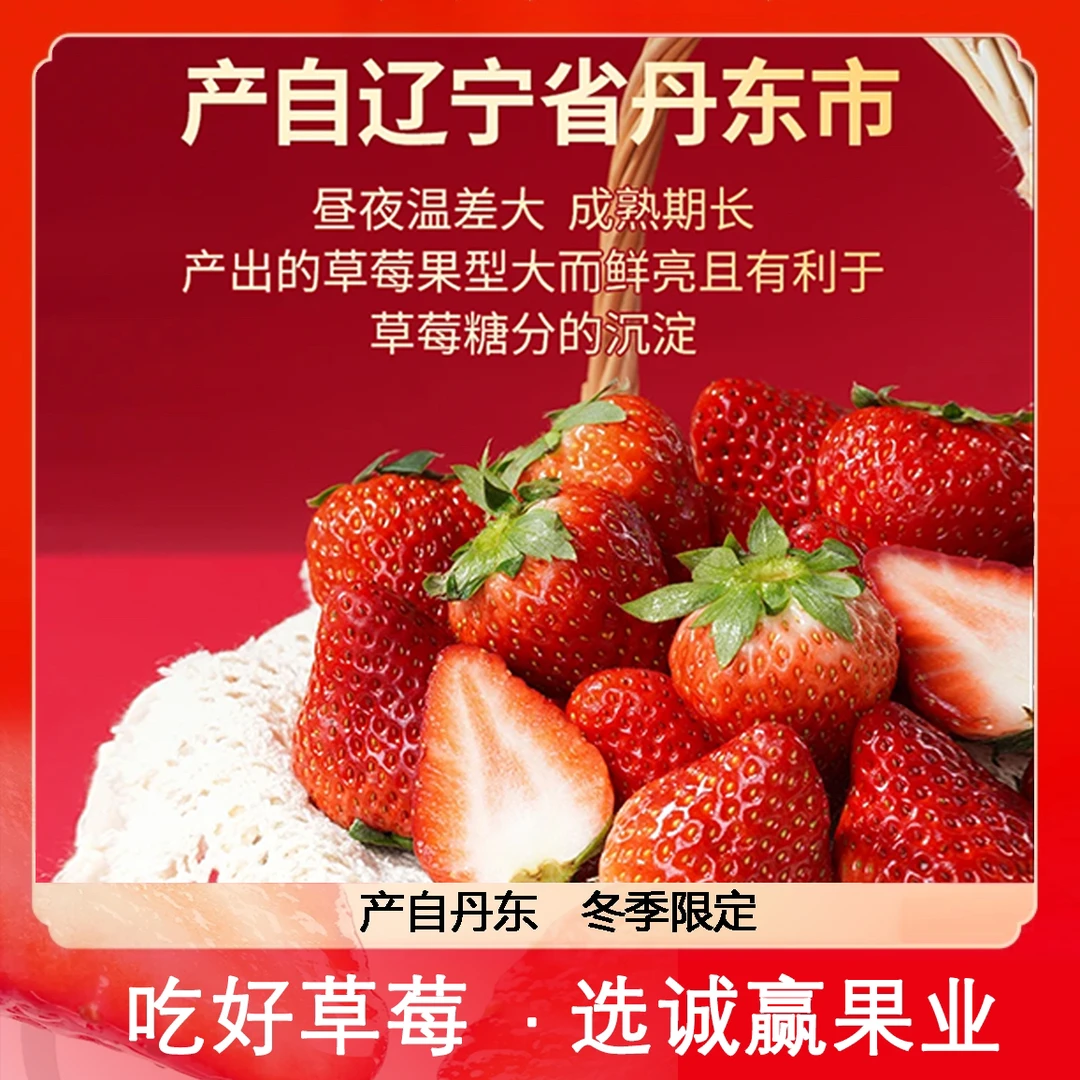 辽视春晚推荐正宗丹东九九草莓