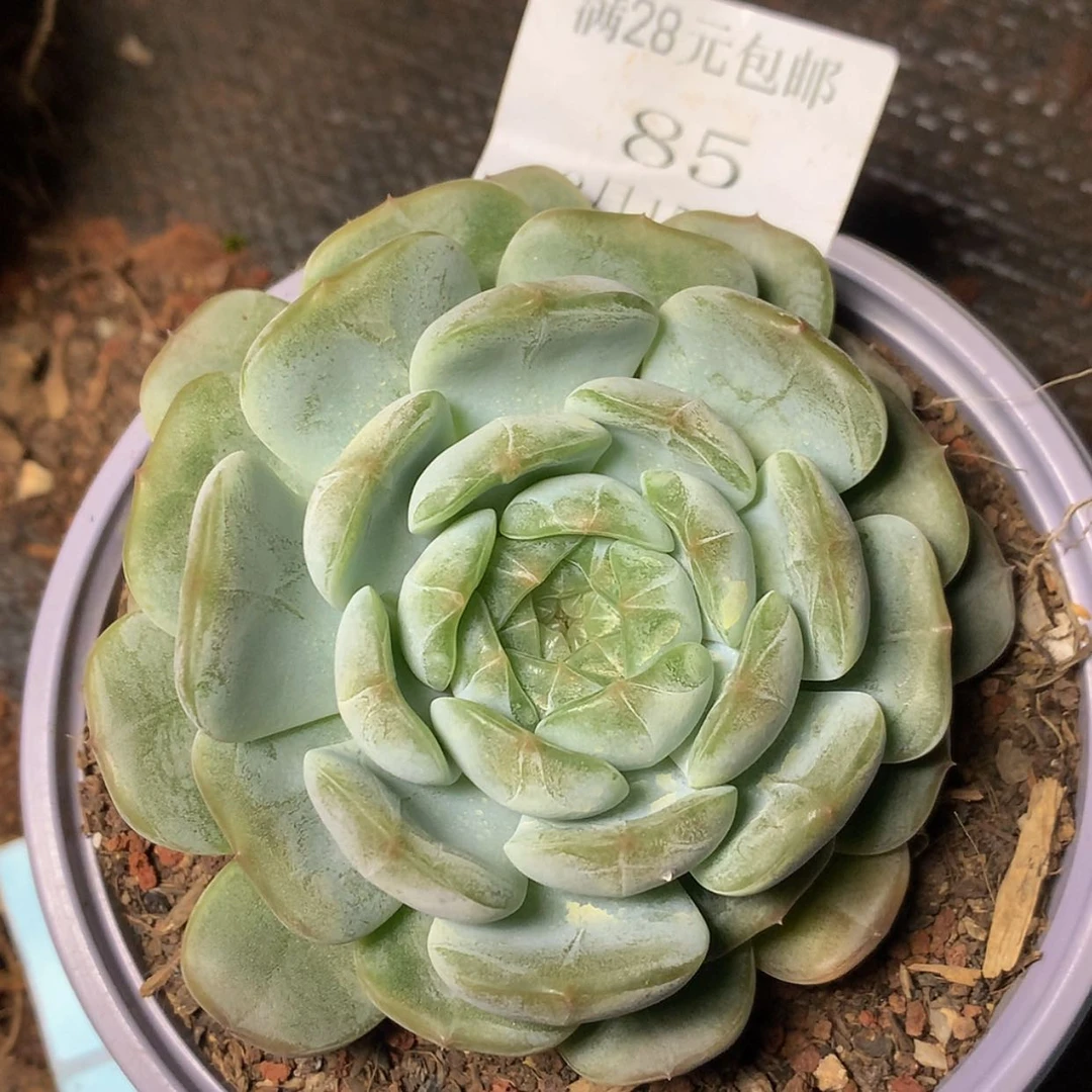 【闪购商品】云85号