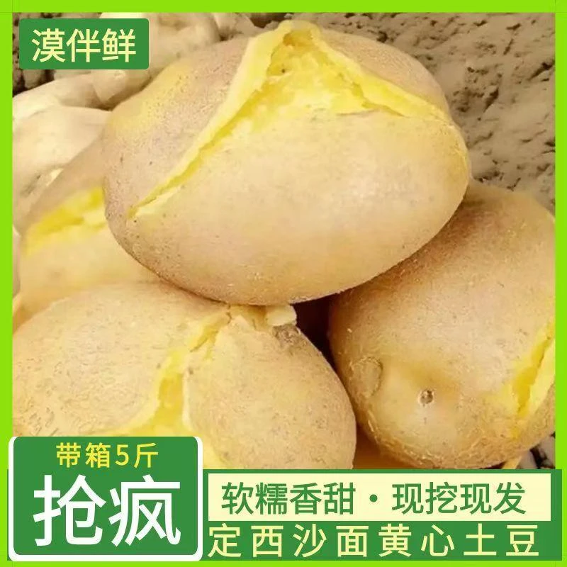 甘肃定西2025年现挖黄心粉面沙糯土豆马铃薯5/9斤