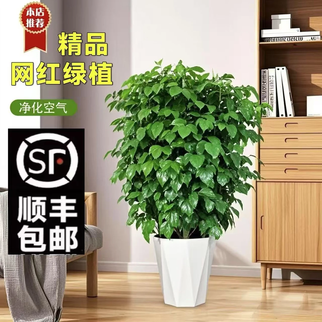 【顺丰包邮】丛生幸福树1-1.2米高绿宝 室内室外绿植盆栽 四季常绿