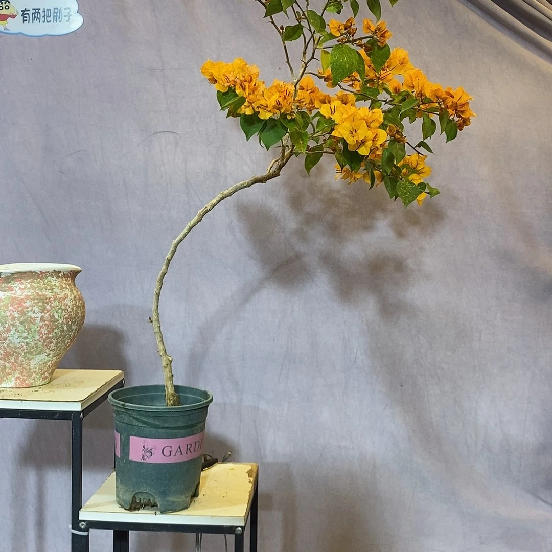 大量花朵（建议范围：8朵-15朵 或40%以上）金色光辉