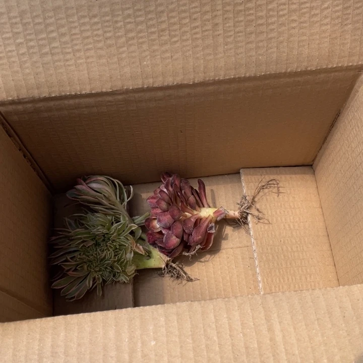 箱拍缀化处理没售后瑕疵品