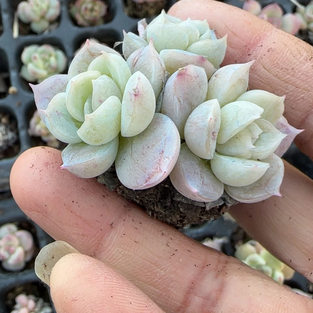 小卡拉米糖心一物一拍