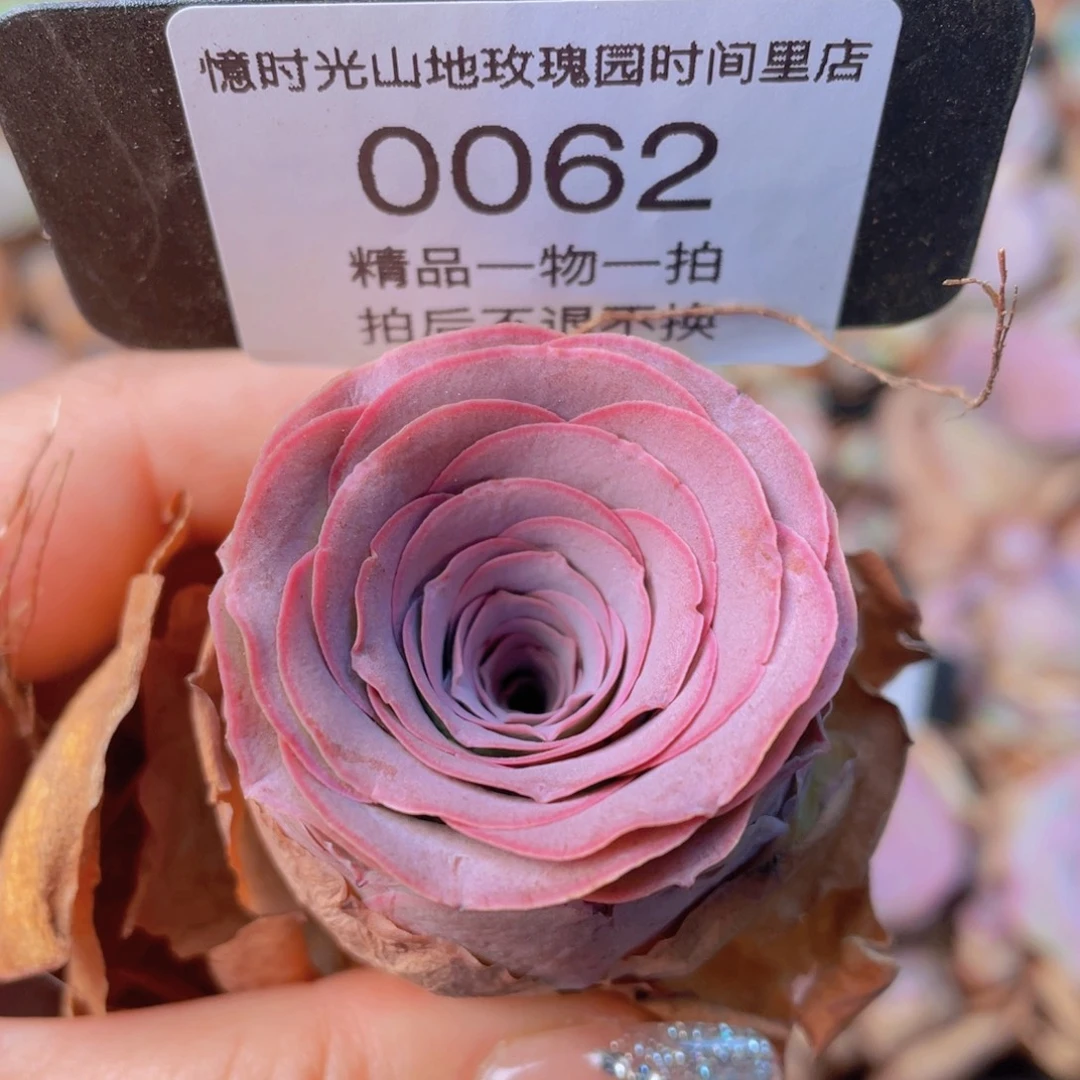 山地玫瑰0062裸根发货断枝不包损不售后