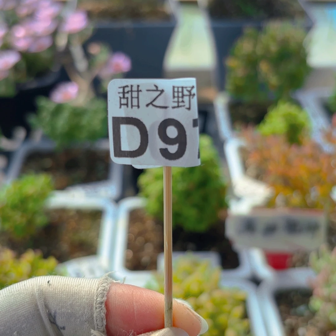 颠**茶送点土970。